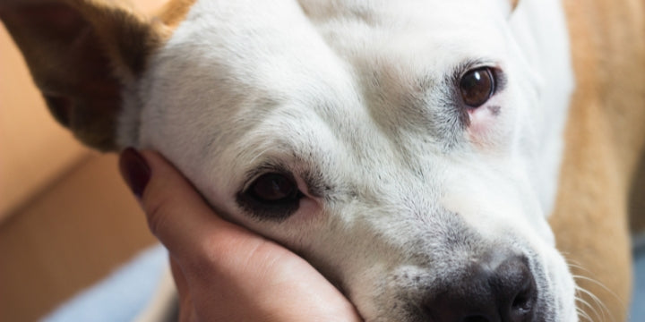 Gummi sponsoreret springvand Medicinsk shampoo til hund – Danavetdk