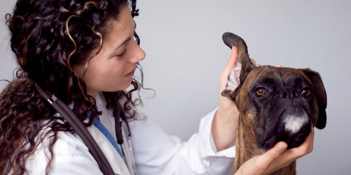 Hvordan behandles rødt øre hos hunden?